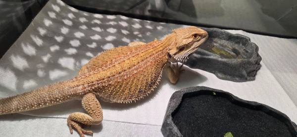 Bearded dragon to rehome (Milton)63836590882433122