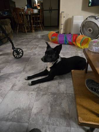 Free dog 1