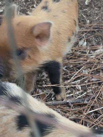 Kunekune mix piglets all males 1