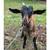 Goats 3 thumbnail