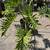 Large Philodendron plant for sale 1 thumbnail