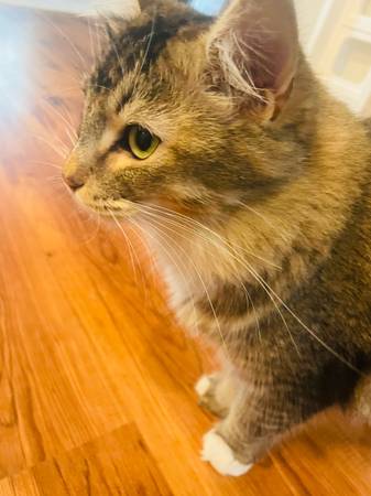 Rehoming mother and daughter cat (Elk Grove)63962707388418123
