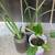 $5 Each White African Iris Dietes Iridioides White Calla Lily 3 thumbnail