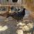 Chicken 9 thumbnail
