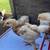 Chicks 1 thumbnail