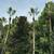 Tree service 3 thumbnail