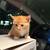Schottish littens 4 thumbnail