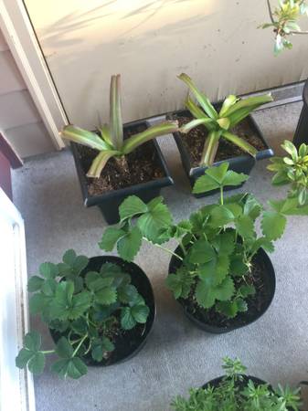Plant Lot 2 Gallon Black Mondo / Strawberry / Pineapple Lilly ETC - $10063471374106753121