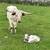 SOLD -  Texas longhorn bull calf 5 thumbnail