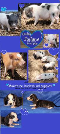 mini piglets 1