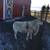 Proven Katahdin Ram Sheep 2 thumbnail