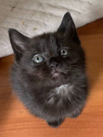 Gatitos adorables63821689990657122