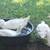 Pekin Ducks 1 thumbnail