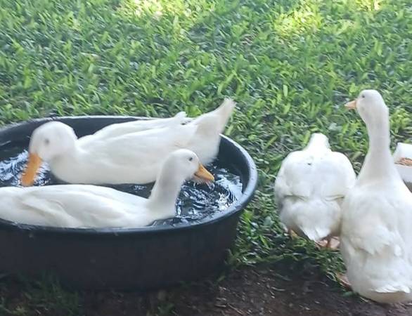 Pekin Ducks 1