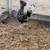 Quail and polish chickens 5 thumbnail