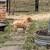 Goldendoodle Guardian home opportunity 3 thumbnail