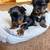 Rehoming CKC Yorkies 3 thumbnail