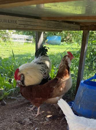 Salmon Favreolle chicken breeding pair 1