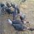 Turkeys 1 thumbnail
