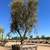 Mature olive trees 8 thumbnail