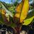 Red Banana Tree 3 thumbnail