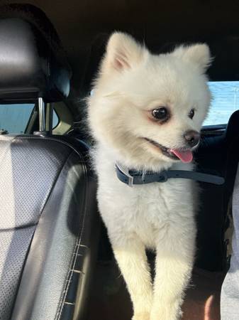 LOST DOG PLZ HELP NEIGHBORS ?? (San Diego Logan ave Seabreeze Garden)63894602824067122