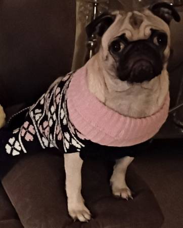 RECOMPENSA DE $200 - PUG HEMBRA PERDIDA (Chamberino)