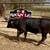 3 Brangus heifers GENTLE 5 thumbnail