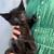 kitten items 2 thumbnail