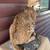 Ranch Bobcat Decor 4 thumbnail