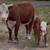 Mini Cattle /// Mini Donkeys /// Mini Horses 17 thumbnail