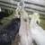 Goats for sale 1 thumbnail