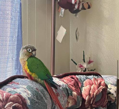 Green Cheek Conure 1