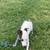 Jack Russel 4 thumbnail
