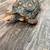 Red Footed Tortoise 4 thumbnail