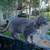 Lost gray female tabby cat 2 thumbnail