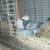 Racing Pigeons 4 thumbnail