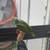 Amazon parrot, african grey,cockatoo, macaw, amazon,eclectus, parrot 1 thumbnail
