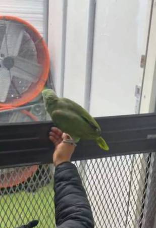Amazon parrot, african grey,cockatoo, macaw, amazon,eclectus, parrot 1