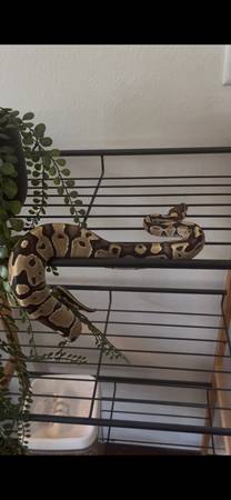 Ball Python Para Reubicación! (Beloit wi)63882278135683120