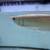 silver albino arowana 3 thumbnail