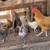 Chickens 10 thumbnail
