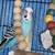 Proven Pair – normal sky Blue Male Parakeet + Yellow-Faced Blue female 1 thumbnail