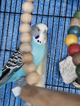 Proven Pair – normal sky Blue Male Parakeet + Yellow-Faced Blue female 1