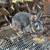 Meat rabbit 1 thumbnail
