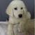 3 month old great pyr 2 thumbnail
