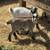 Lamancha doeling goat 2 thumbnail