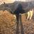 2 year old heifer 4 thumbnail