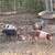 Piglets 2 thumbnail