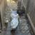 5 ducks 2 thumbnail